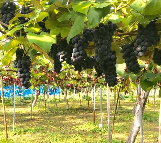 Murata orchard
