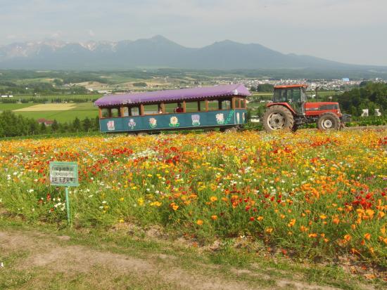 Flower Land Kamifurano