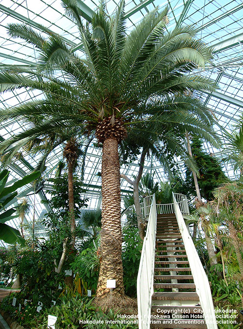 Hakodate Tropical Botanical Garden