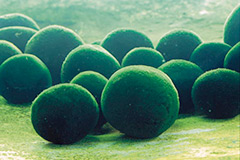 Lake Akan and Marimo (moss ball)