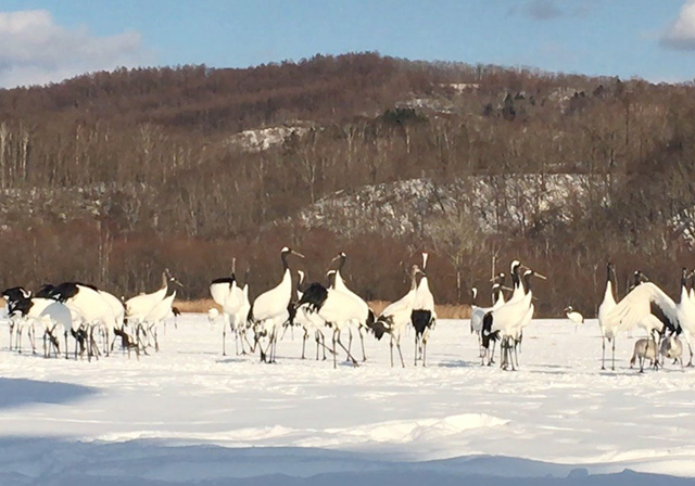 Japanese crane
