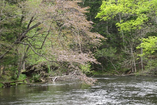 Mountain stream fishing