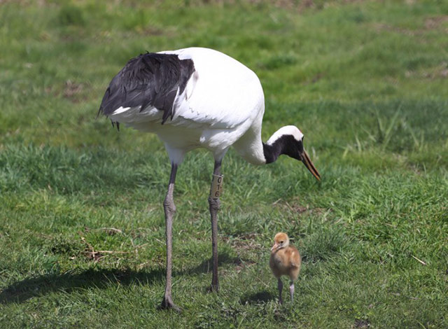 Japanese cranes