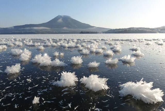 Mysterious frost flower (flower-shaped frost)